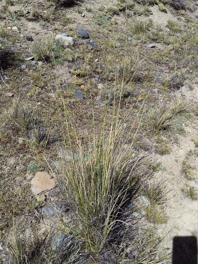 Festuca dolichophylla, photographed by Humber Alberto