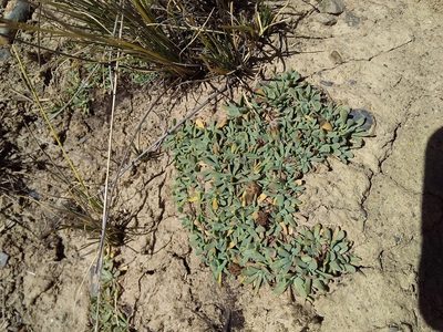 Senecio algens, photographed by Humber Alberto