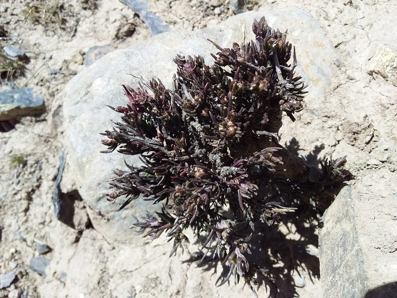 Senecio spinosus, photographed by Humber Alberto