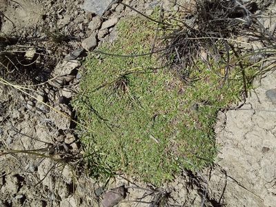 Azorella diapensioides, photographed by Humber Alberto