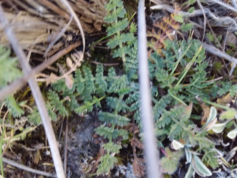 Chaerophyllum andicola, photographed by Humber Alberto