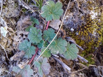 Geranium sessiliflorum, photographed by Humber Alberto