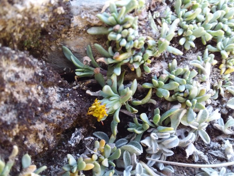 Senecio algens, photographed by Humber Alberto