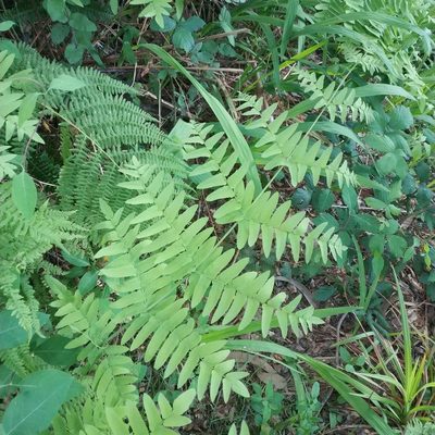 Osmunda regalis, photographed by José Luis Camaño