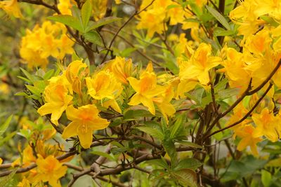 Rhododendron luteum, photographed by Stephen James McWilliam