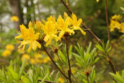 Rhododendron luteum, photographed by Stephen James McWilliam