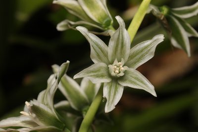 Honorius nutans, photographed by Stephen James McWilliam