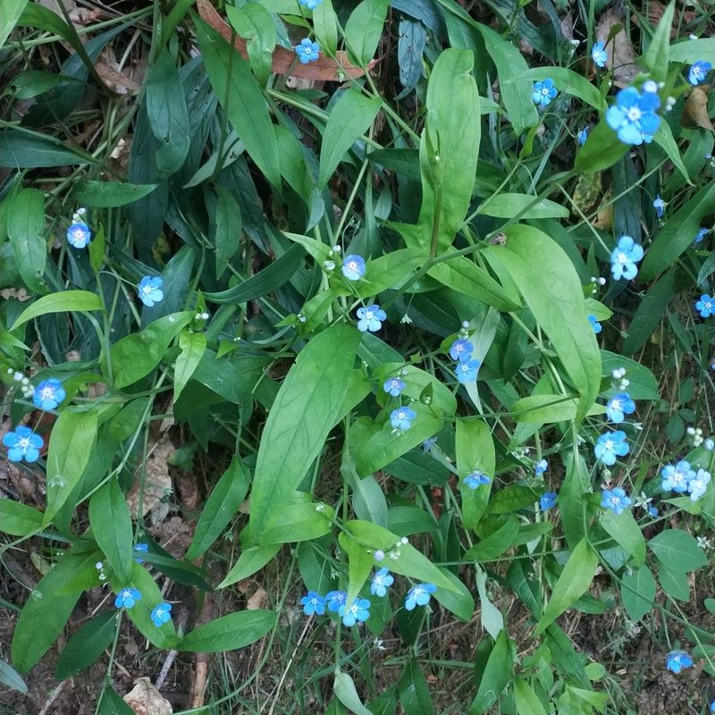 Omphalodes nitida, photographed by José Luis Camaño