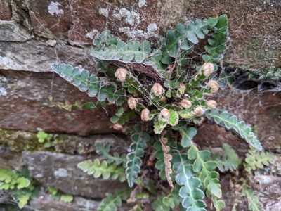Asplenium ceterach, photographed by Piermario Maculan