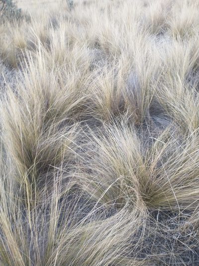 Nassella tenuissima, photographed by Juan Cruzado Cortés