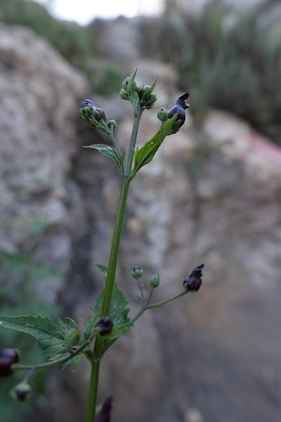 Scrophularia atrata, photographed by paulexcoff