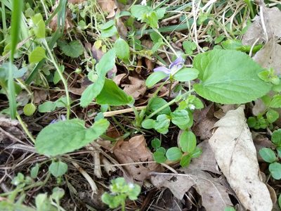 Viola odorata, photographed by Vladimír Fuka