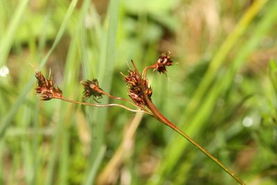 Luzula campestris, photographed by Daniel Linzbauer