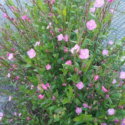 Oenothera rosea, photographed by José Luis Camaño