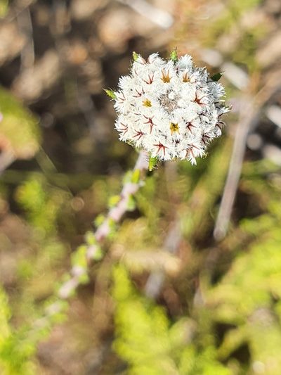 Phylica atrata, photographed by Corli du Toit Smith