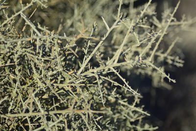 Cyclolepis genistoides, photographed by veonatura