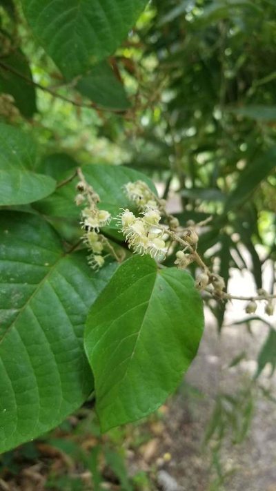 Croton billbergianus, photographed by Bruno de Medeiros