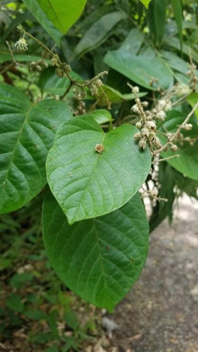 Croton billbergianus, photographed by Bruno de Medeiros