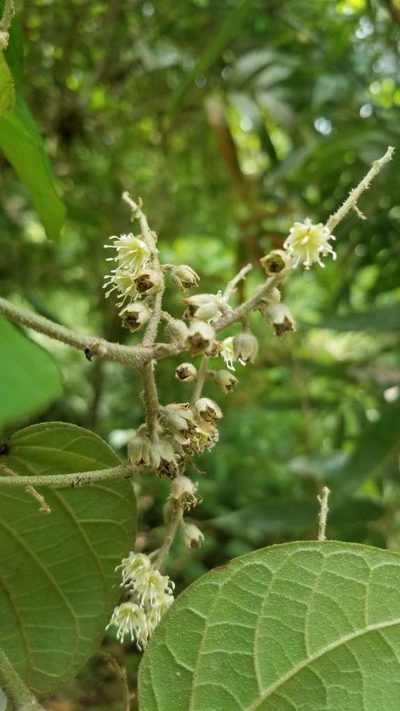 Croton billbergianus, photographed by Bruno de Medeiros