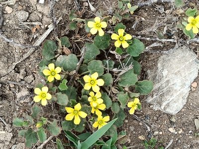 Oxalis dichondrifolia