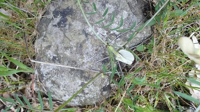 Vicia lutea, photographed by Andrea Meucci