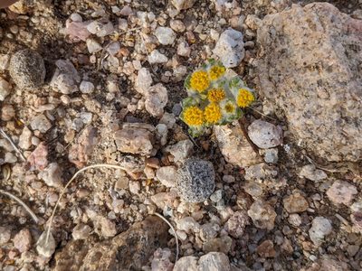 Eriophyllum pringlei