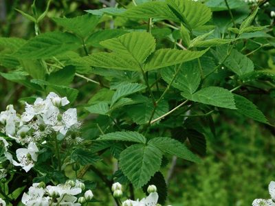 Rubus allegheniensis, photographed by Michael J. Papay