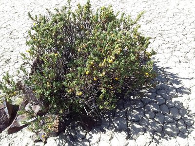 Senecio rufescens, photographed by Humber Alberto
