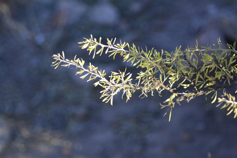 Lycium gilliesianum, photographed by veonatura