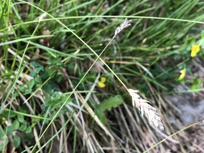 Sesleria caerulea, photographed by Jason Grant