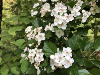 Crataegus laevigata, photographed by Jason Grant