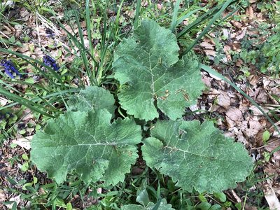 Arctium lappa, photographed by Jason Grant