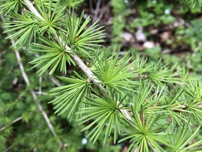 Larix decidua, photographed by Jason Grant