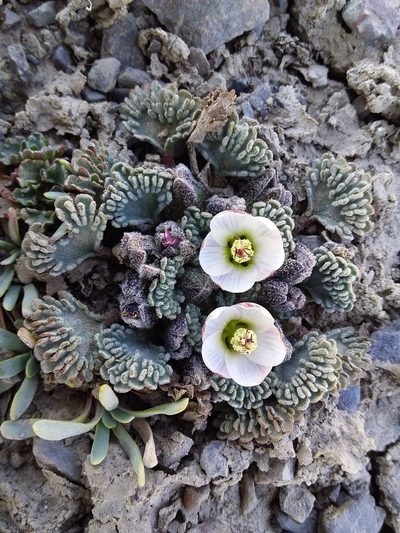 Nototriche obcuneata, photographed by Humber Alberto