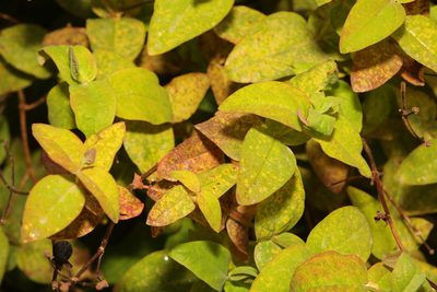 Hypericum androsaemum, photographed by Stephen James McWilliam