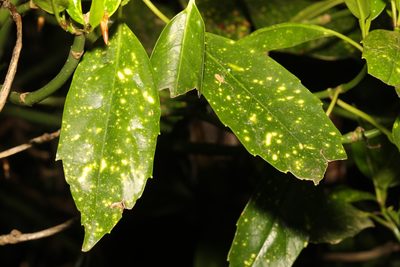 Aucuba japonica, photographed by Stephen James McWilliam