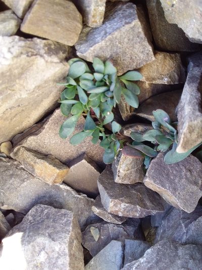 Senecio algens, photographed by Humber Alberto