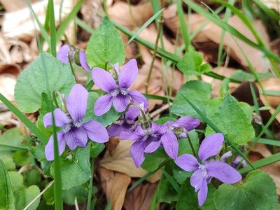 Viola reichenbachiana, photographed by aga_l_