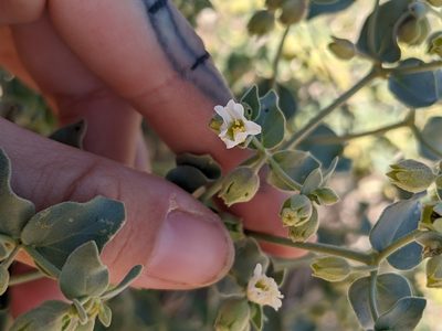 Mirabilis laevis, photographed by Alix Kosmala