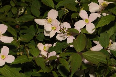 Clematis montana, photographed by Stephen James McWilliam