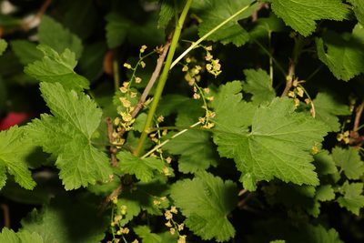 Ribes rubrum, photographed by Stephen James McWilliam