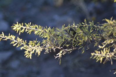 Lycium gilliesianum, photographed by veonatura