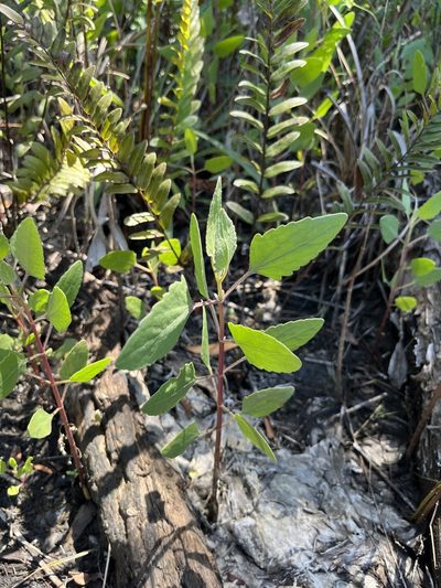 Eupatorium mikanioides, photographed by Ian Talty