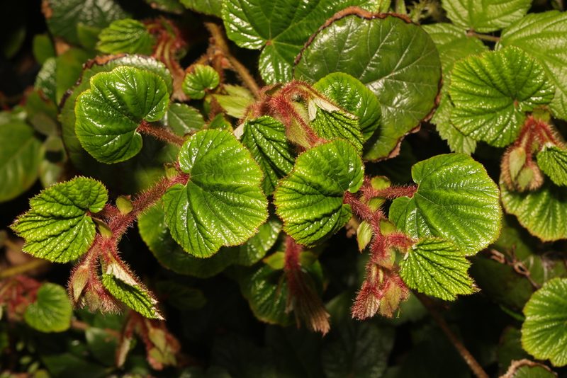 Rubus tricolor, photographed by Stephen James McWilliam