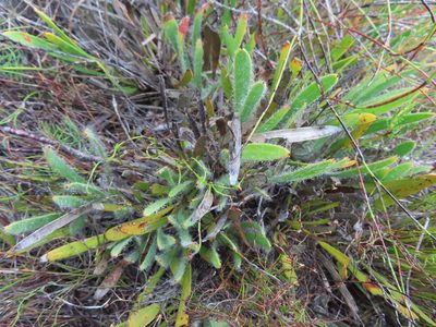 Protea aspera, photographed by linkie