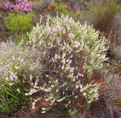 Erica filipendula, photographed by linkie
