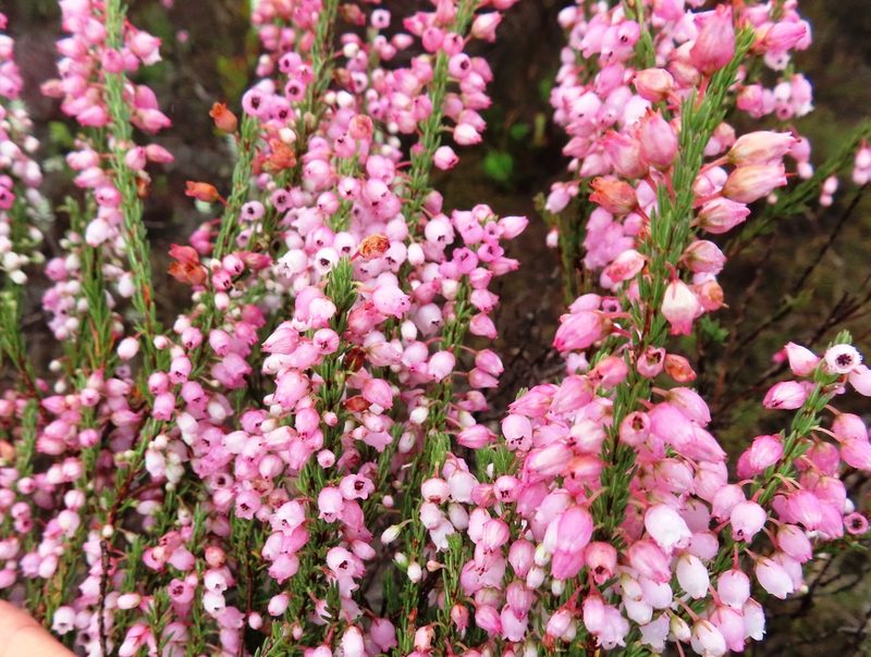 Erica filipendula, photographed by linkie