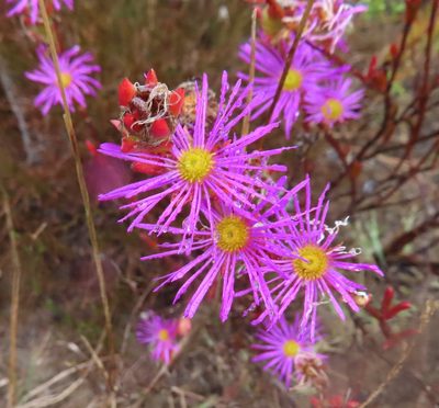 Erepsia bracteata, photographed by linkie