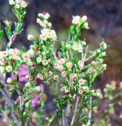Erica bredasiana, photographed by linkie