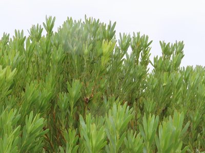 Leucadendron meridianum, photographed by linkie